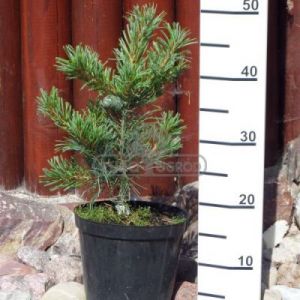 Sosna drobnokwiatowa 'Schoon's Bonsai' (Pinus parviflora 'Schoon's Bonsai&#