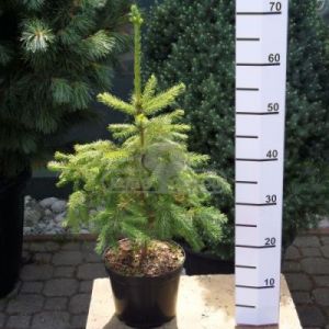 Świerk serbski (Picea omorika)