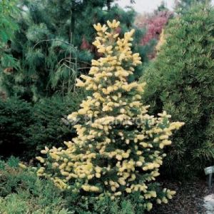 Świerk kłujący 'Białobok' ( Picea pungens 'Białobok' )