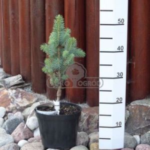 Świerk kłujący 'Iseli Fastigiate' ( Picea pungens 'Iseli Fastigiate' )