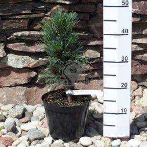 Sosna limba 'Glauca' ( Pinus cembra 'Glauca' )