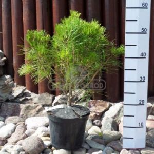 Sosna gęstokwiatowa 'Alice Verkade' ( Pinus densiflora 'Alice Verkade' )