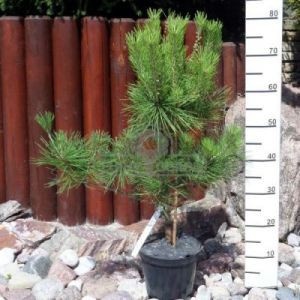Sosna gęstokwiatowa 'Umbraculifera' ( Pinus densiflora 'Umbraculifera' )