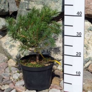 Sosna górska - kosodrzewina 'Zundert' ( Pinus mugo 'Zundert' )