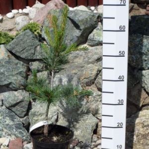 Sosna drobnokwiatowa 'Glauca' ( Pinus parviflora 'Glauca' )