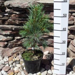 Sosna koreańska 'Silveray' (Pinus koraiensis 'Silveray')