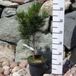 Sosna bośniacka 'Malinki' (Pinus leucodermis 'Malinki')