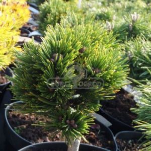 Sosna bośniacka 'Schmidtii' (Pinus leucodermis 'Schmidtii')