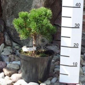 Sosna górska - kosodrzewina 'Dezember Gold' (Pinus mugo 'Dezember Gold')