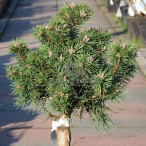 Sosna górska - kosodrzewina 'Gnom' (Pinus mugo 'Gnom')
