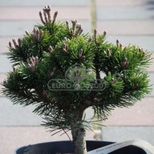 Sosna górska - kosodrzewina 'Humpy' (Pinus mugo 'Humpy')