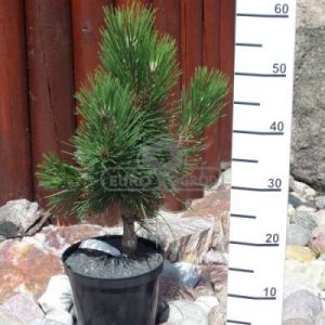 Sosna czarna 'Geant de Suisse' (Pinus nigra 'Geant de Suisse')