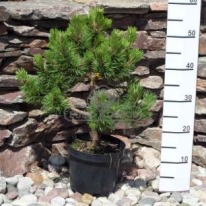 Sosna czarna 'Helga' (Pinus nigra 'Helga' )