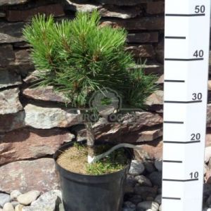 Sosna czarna 'Nana' (Pinus nigra 'Nana')