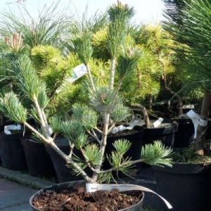 Sosna drobnokwiatowa 'Ryu-ju' (Pinus parviflora 'Ryu-ju')