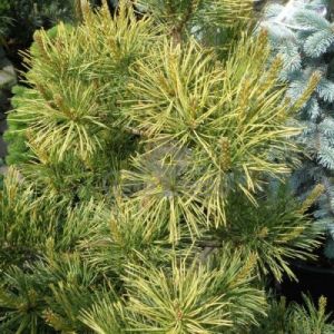 Sosna pospolita 'Aurea' (Pinus sylvestris 'Aurea')