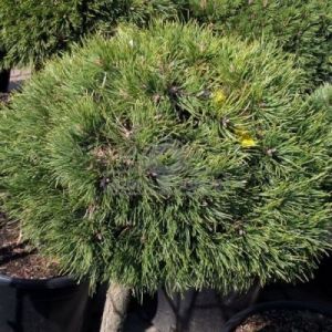 Sosna hakowata 'Grune Welle' (Pinus uncinata 'Grune Welle')