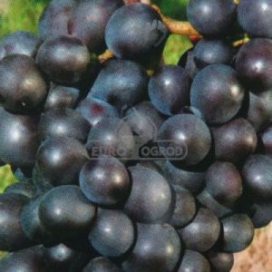 Winorośl - owoce granatowe (Vitis)