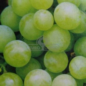 Winorośl - owoce bezpestkowe (Vitis)