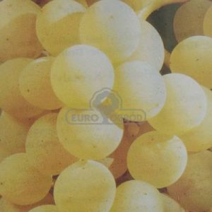 Winorośl - owoce białe (Vitis)