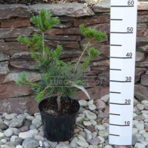 Sosna drobnokwiatowa 'Negishi' ( Pinus parviflora 'Negishi' )