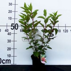 Hortensja bukietowa 'Pinky Winky' (Hydrangea paniculata 'Pinky Winky')